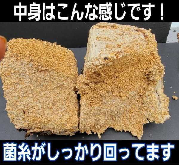 カブトムシ幼虫の栄養強化に!キクラゲ菌床ブロック マットに埋めるだけで幼虫がモリモリ食べます!クワガタの産卵床にも!クヌギ100%