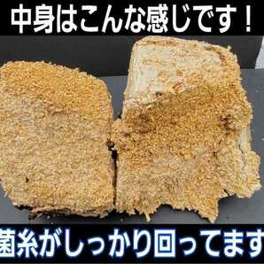 カブトムシ幼虫の栄養強化に！キクラゲ菌床ブロック　マットに埋めるだけで幼虫がモリモリ食べます！クワガタの産卵床にも！　クヌギ100％