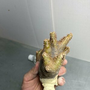 ロ552 「現地】パキポディウム マカイエンセ 多頭 抜き苗【12/2最新到着・Pachypodium makayense・根切り画像要確認】の画像3