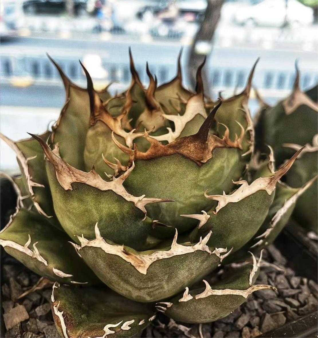 ヤフオク! -「金剛」(観葉植物) の落札相場・落札価格