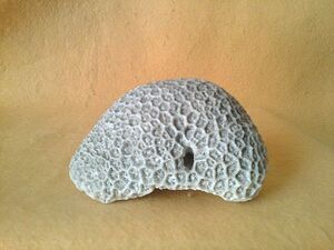 サンゴ 珊瑚 化石 300グラム インテリア 置物 飾り coral Fossils