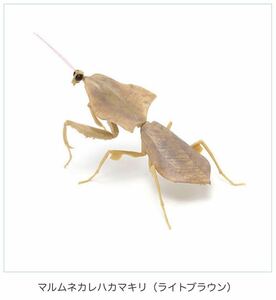 ★ミニチュアフィギュア★バンダイガチャガチャ　いきもの大図鑑　かまきり02 マルムネカレハカマキリ　４、ライトブラウン