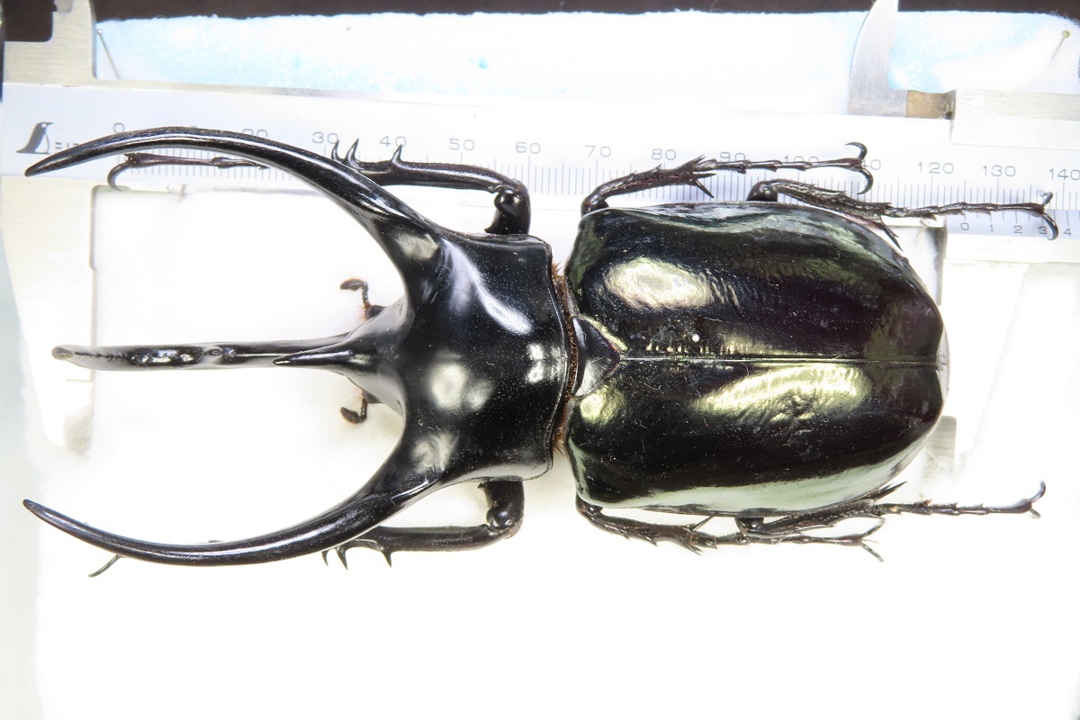 ヤフオク! -「カブトムシ標本」の落札相場・落札価格