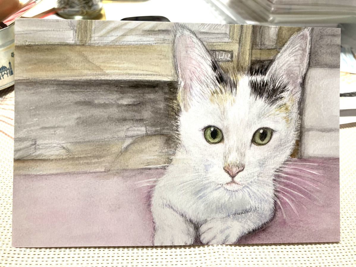 Original Hand-Drawn artwork illustration postcard Yuki-chan ② Calico cat white cat watercolor painting reproduction [Shizuka Aoki], comics, anime goods, hand drawn illustration