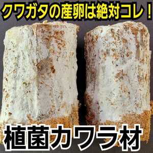 クワガタの産卵にはコレが最強！植菌カワラ材【2本】タランドゥス・レギウス・オウゴンオニに抜群　ドルクス系にも！植菌材はカビがでない