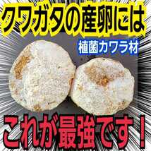 クワガタの産卵にはコレが最強！植菌カワラ材【2本】タランドゥス・レギウス・オウゴンオニに抜群！ドルクス系にも！植菌材はカビがでない_画像1