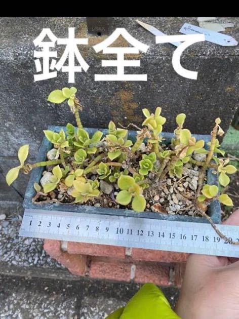 グランドカバー・ジャガードレース42(240~260未満) sman1jepara.sch.id