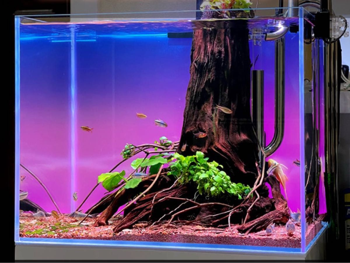 最安値で アクアリウムオブジェ城流木 GloriaStyle 水槽 オーナメント アクアリウム オブジェ 水草 流木 盆栽 メダカ 熱帯魚 隠れ家 (パープル)