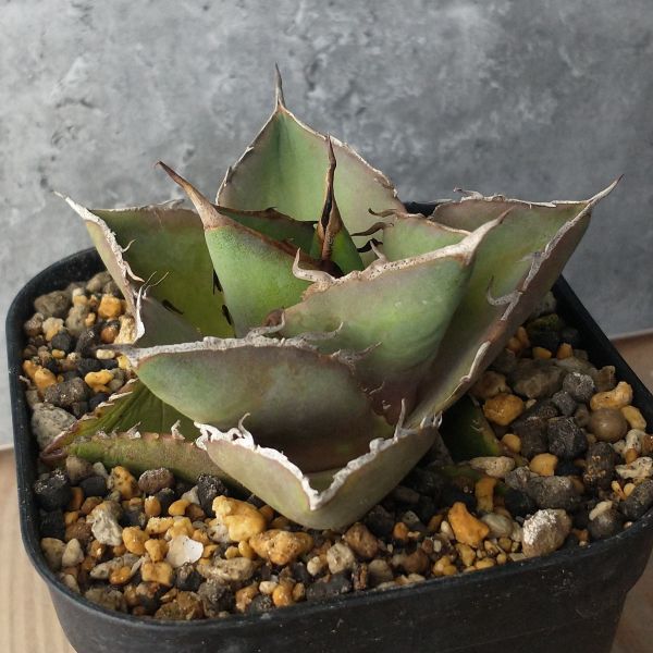 ヤフオク! -「高級」(アガベ) (観葉植物)の落札相場・落札価格