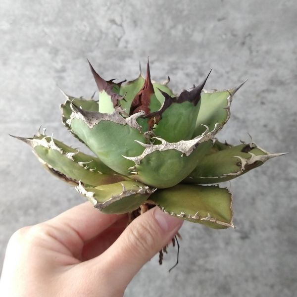 ヤフオク! -「烈焔」(アガベ) (観葉植物)の落札相場・落札価格