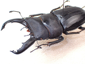 * sale!WD! fibre bto common ta stag beetle *65mm specimen *