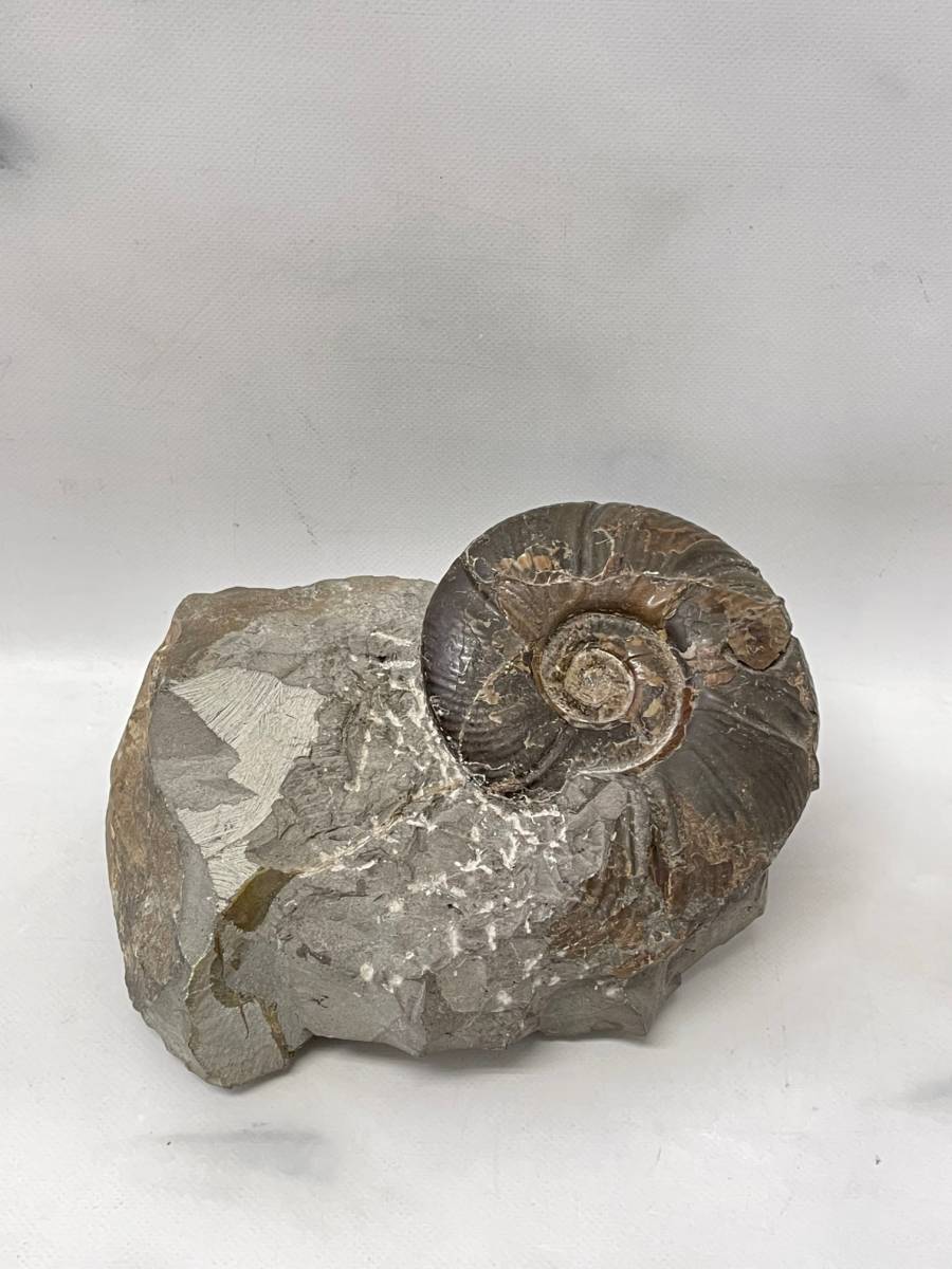 化石 アンモナイト 幅13.5cm 高さ18.5cm 奥行6.0cm 約3.0kg ノジュール