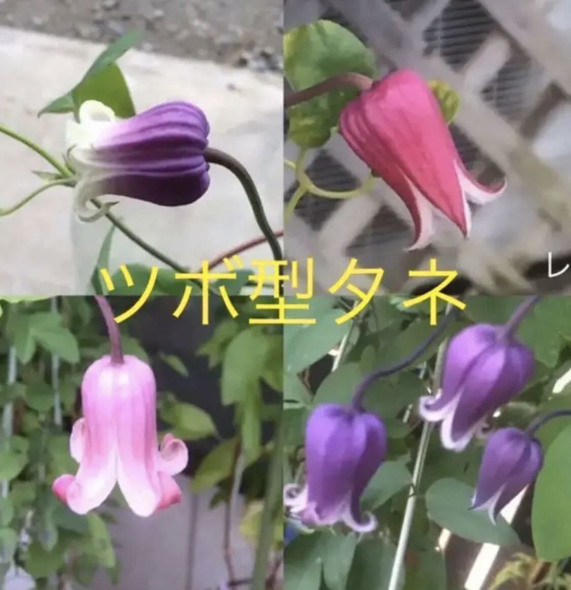 全品送料無料】 壺型 クレマチス 3種 植物/観葉植物 - pann.nl