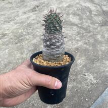 ① ユーフォルビア　パキポディオイデス Euphorbia pachypodioides ミニラン3寸_画像1