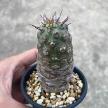 ③ ユーフォルビア　パキポディオイデス Euphorbia pachypodioides ミニラン2.5寸_画像6