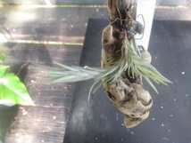 ＫＮ　ティランジア　バールマルクシー（TILLANDSIA BURLE-MARXII）　　　0.8Ｍ以下_画像1