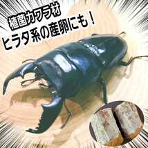 クワガタの産卵にはコレが最強！植菌カワラ材【2本】タランドゥス・レギウス・オウゴンオニに抜群！ドルクス系にも！　材にカビがでない！_画像10