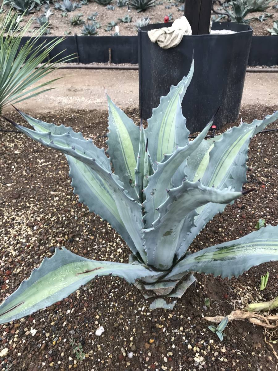 20アガベ 華厳 Agave ドワーフ アメリカーナ リュウゼツラン 20株同捆