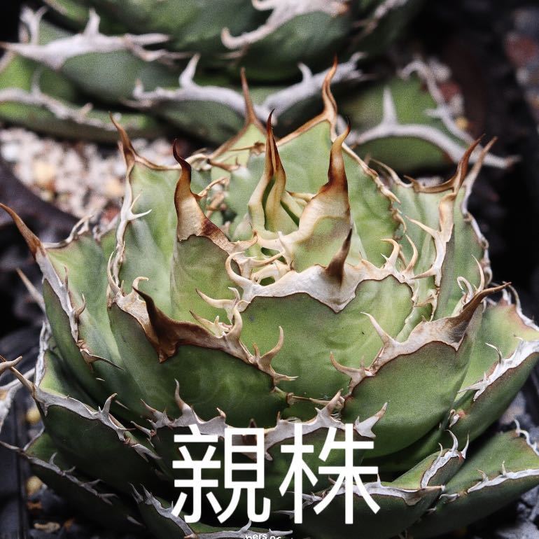 アガベ チタノタ US ノーネーム子株 花、ガーデニング 観葉植物 花