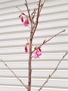 ★♪♪　日本の春 桜　『寒緋桜』満開になると壮大です！！　底部から高さ約２２０センチ　♪♪★