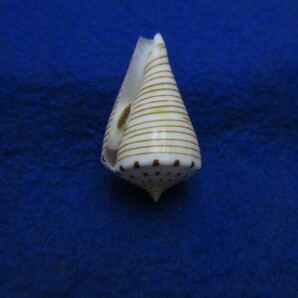 貝標本ヒラセイモ（蓋付） の画像1