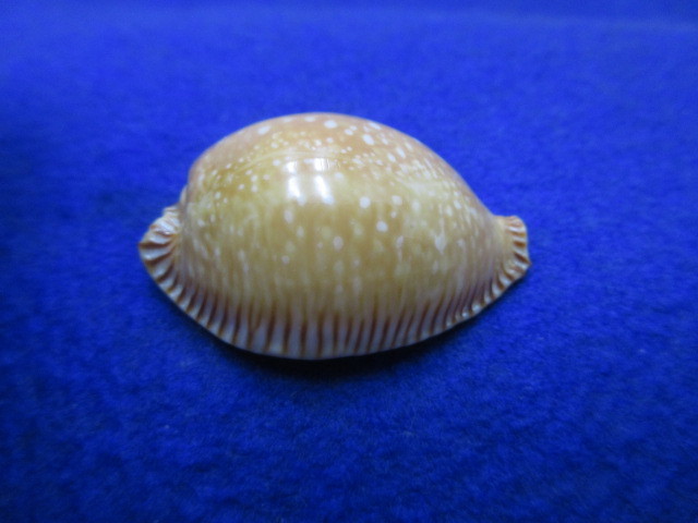貝標本アサヤケダカラ-