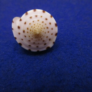 貝標本ヒラセイモ（蓋付） の画像8