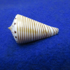 貝標本ヒラセイモ（蓋付） の画像5