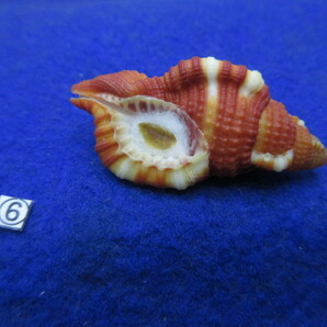 ⑥-1貝標本ショウジョウラ（蓋付）の画像6