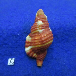 ⑥-1貝標本ショウジョウラ（蓋付）の画像3