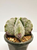 複稜鸞鳳玉（ふくりゅうらんぽうぎょく）モンスト　実生株　ランポー玉　Astrophytum myriostigma monstrosa輸入株　送料込　レア　開花球_画像2