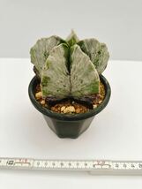 複稜鸞鳳玉（ふくりゅうらんぽうぎょく）モンスト　実生株　ランポー玉　Astrophytum myriostigma monstrosa輸入株　送料込　レア　開花球_画像7