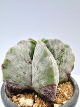 複稜鸞鳳玉（ふくりゅうらんぽうぎょく）モンスト　実生株　ランポー玉　Astrophytum myriostigma monstrosa輸入株　送料込　レア　開花球_画像4