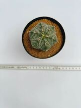 Astrophytum myriostigma　アストロフィツム　白ランポー玉　鸞鳳玉　サボテン　実生株を輸入　抜き苗は送料込_画像7