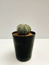 Astrophytum myriostigma　アストロフィツム　白ランポー玉　鸞鳳玉　サボテン　実生株を輸入　抜き苗は送料込_画像4