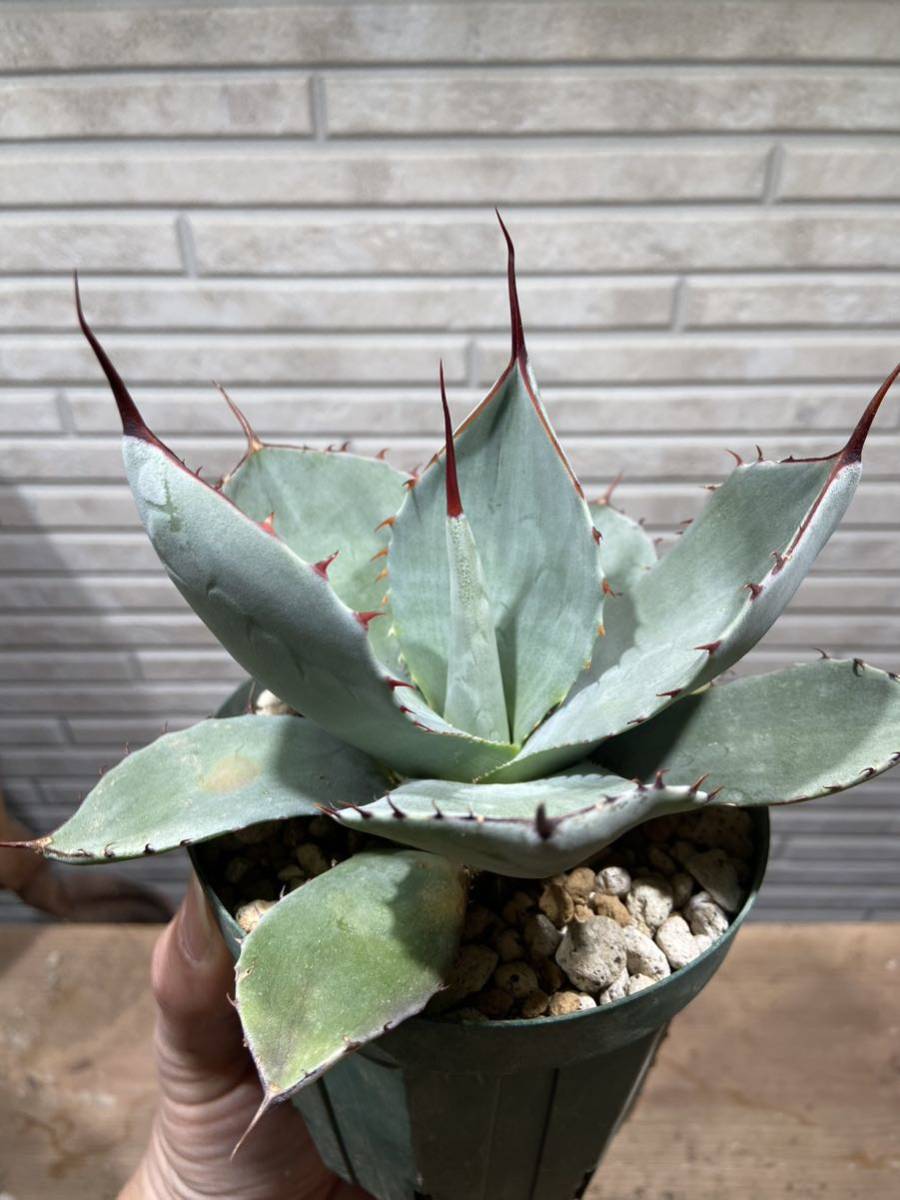 アガベ オバティカータ ハイブリッド Agave Ovaticata | itakt.no
