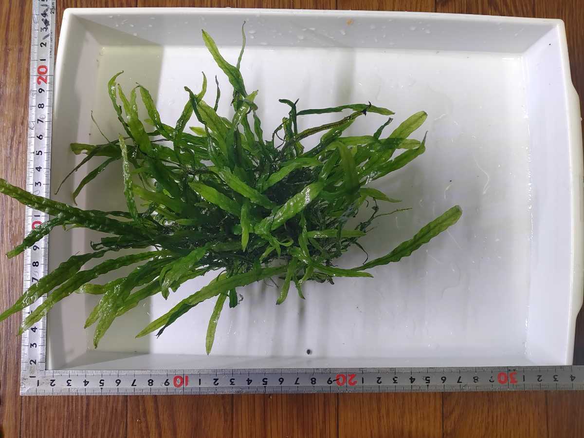 ヤフオク! -「ミクロソリウム本ナロー」の落札相場・落札価格