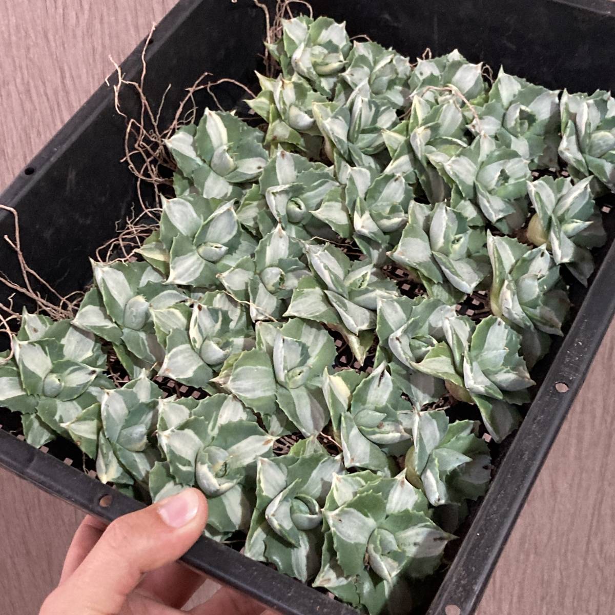 a24 多肉植物 アガベ 王妃雷神白中斑厚い葉株24株 植物/観葉植物 購入