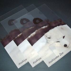 【未使用クリアファイル#406】Asahiyama Zoo ホッキョクギツネ Arctic Fox ３枚set  →→→《出品数量：２》の画像1