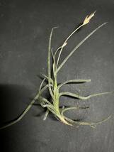 フロリダ産　Tillandsia recurvata 【観葉植物、ブロメリア、チランジア、エアープランツ、ティランジア_画像6