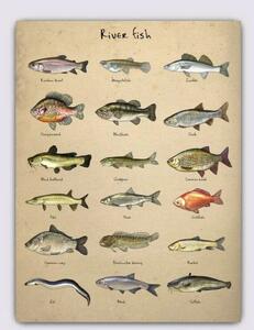 [ cloth poster ] river fish illustrated reference book campus art wall art fabric panel 