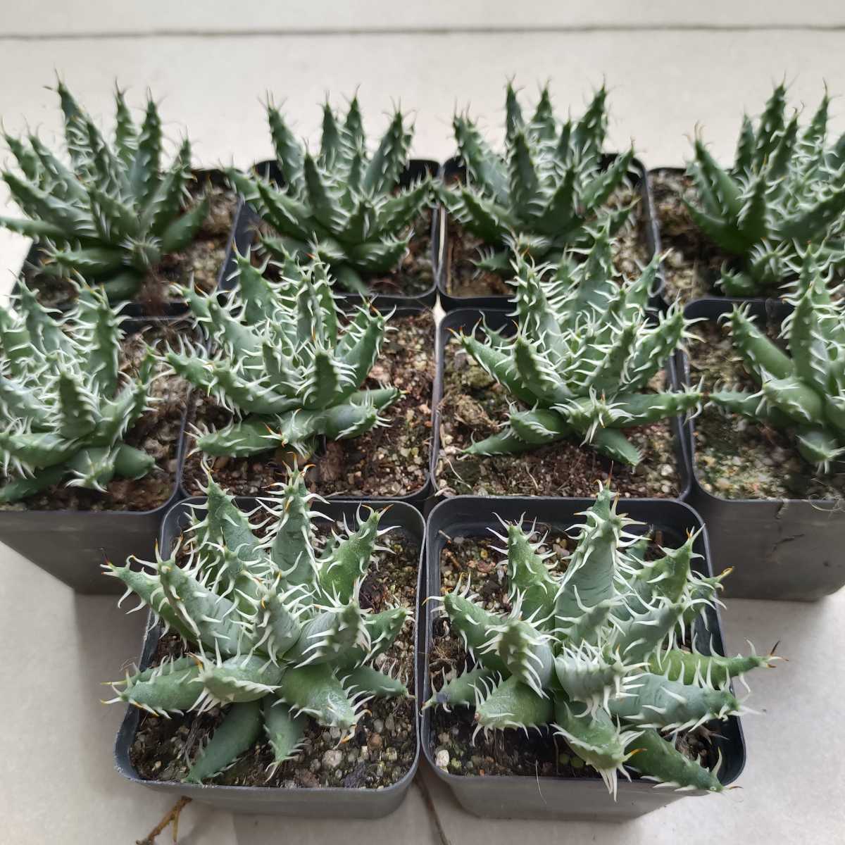 15エリナケア(Aloe erinacea)希少アロエ10株 植物 | egas.com.tr