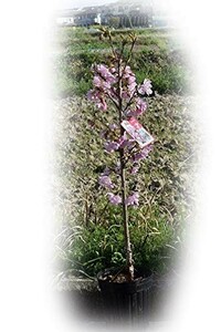 盆栽 観葉植物 人気 旭山サクラ苗 八重咲き あまり大きくならないタイプのサクラです