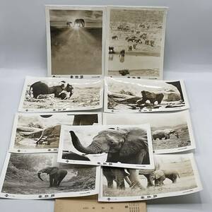 Art hand Auction ★Rare!!★Film Elephant Story /Ensemble de photos fixes/Photo/Pas de couleur/Showa rétro/Article original/Pas à vendre/Snap/Enveloppe incluse/Difficile à obtenir, film, vidéo, Produits liés au cinéma, photographier