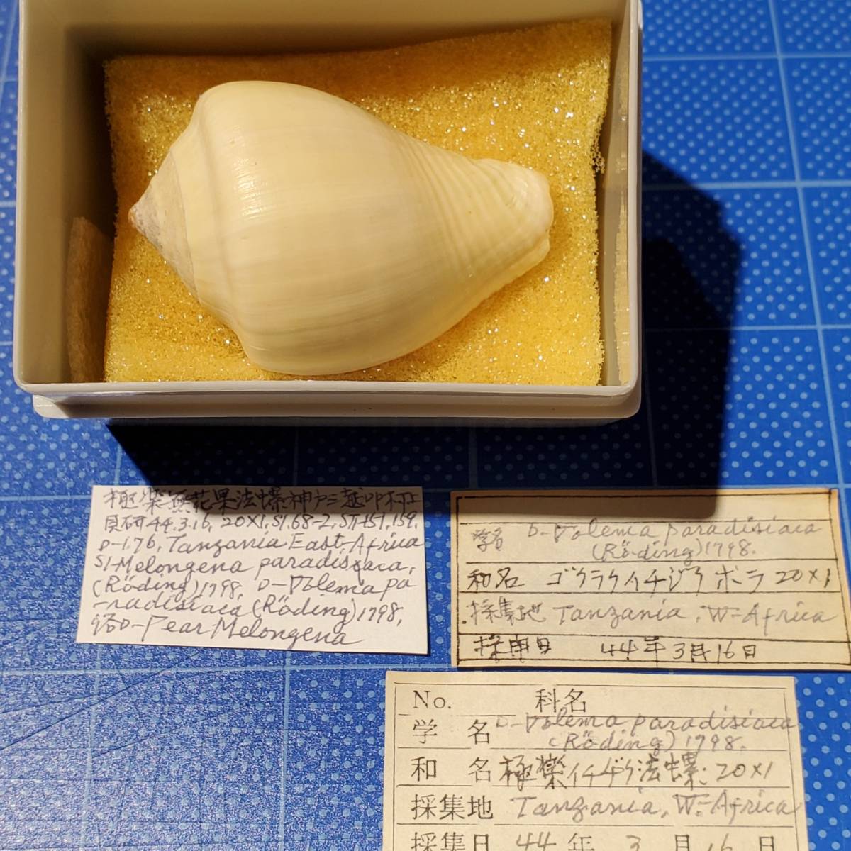 化石 骨格 標本 貝殻 国産 両殻 美麗標本 - www.webdelcule.com