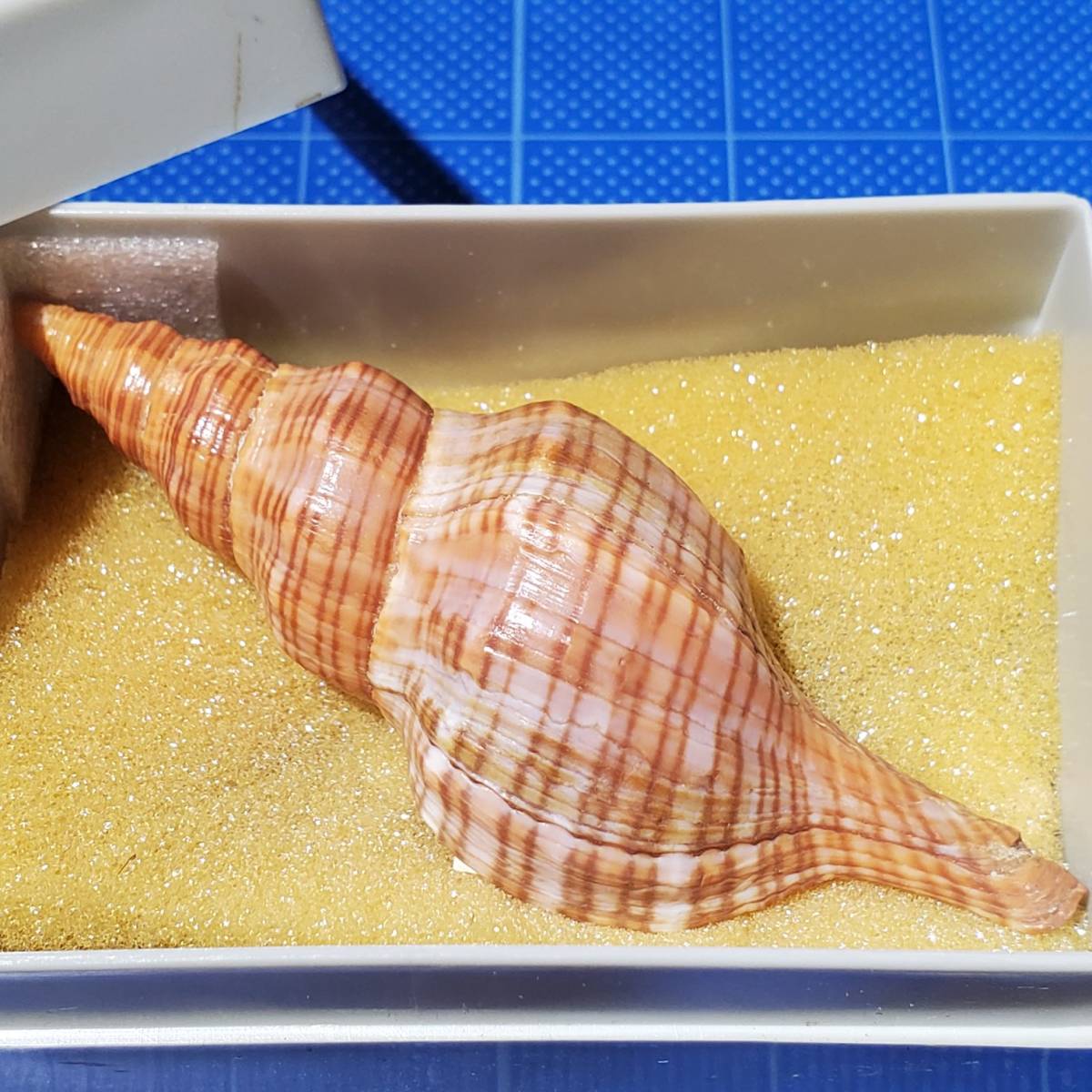 化石 骨格 標本 貝殻 国産 両殻 美麗標本 - www.webdelcule.com