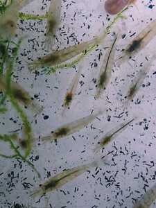 mi Nami freshwater prawn 10 pcs +α