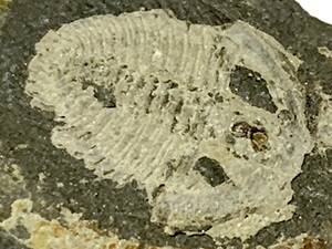 三葉虫の一種・張氏虫　Changaspis elongata　35g（中国産化石標本）