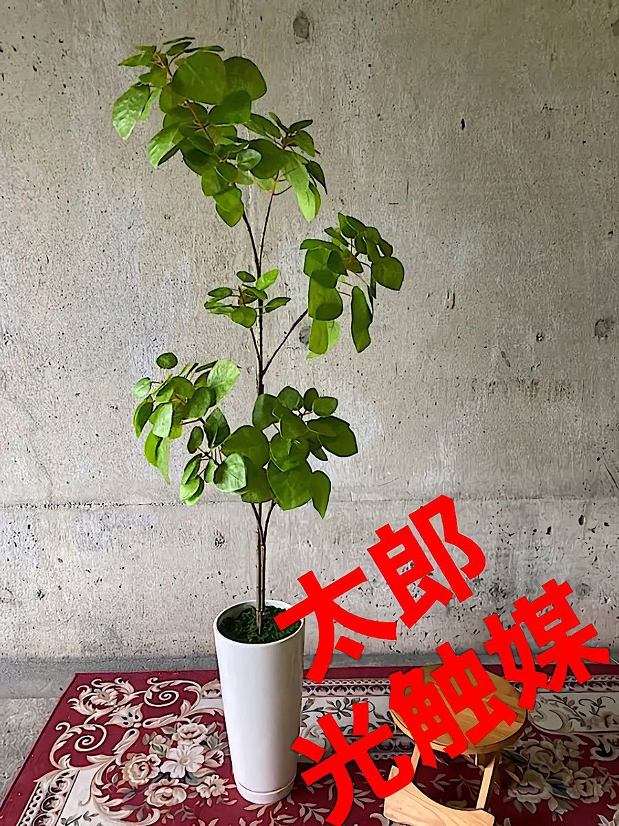 光触媒 人工観葉植物 ウォールグリーン フェイクグリーン マグノリア