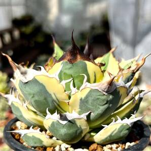 アガベ 多肉植物 チタノタ スナグルトゥース 自家繁殖極上斑入り美株の画像2